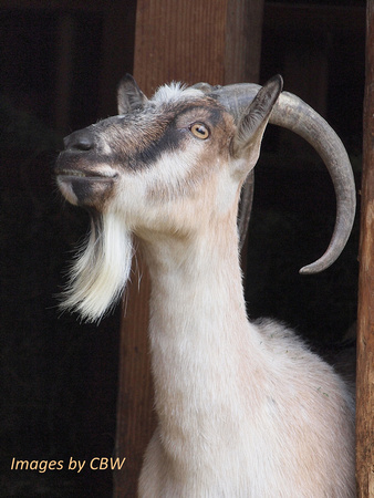 Old Billy Goat portrait