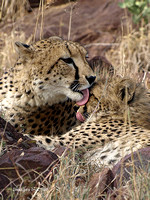 Cheetah Licks