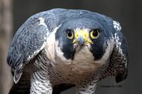 Peregrine  Falcon