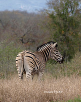 Zebra Pause