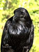 Raven Stare