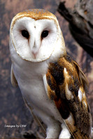 Old Barn Owl