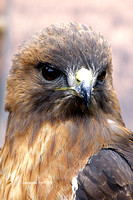 Redtail Hawk