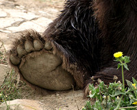 Big Foot Grizzly