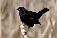Black Bird Song