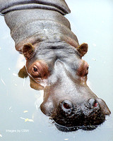 Hippo Bath