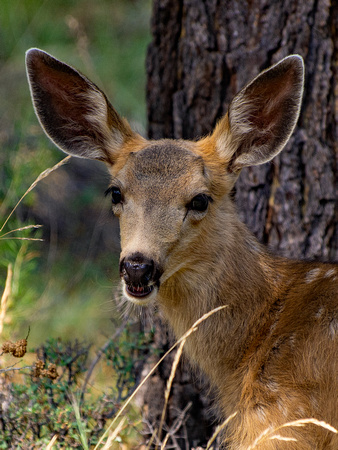 Bambi Portrait