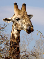 Giraffe Licks 2