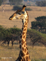 Giraffe & Friend