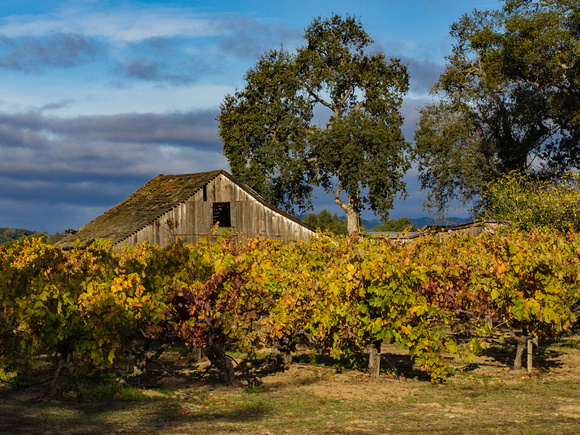 Barn and Vines