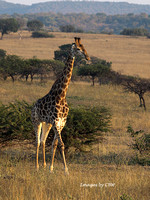 Giraffe on the Move