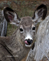 Bambi Licks
