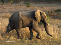 Elephant Jog