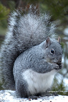 Grey Squirrel Snack